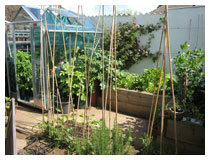 Kitchen garden with vegetables and fruit. Garden design in Bedfordshire.
