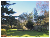 A country garden in spring.  The lawn is looking beautiful – including underneath the cedar tree.