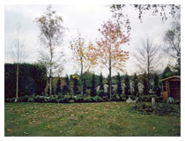 The conifer hedge, shrubs and perennials, just planted, in autumn.  Automatic irrigation has been installed.