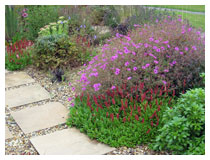 Plants growing amongst gravel, given no maintenance, give a late summer display.