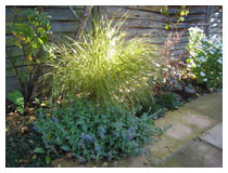 An evergreen grass is it by a low ray of sun in this narrow border in late autumn.